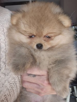 Les chiots de Spitz allemand