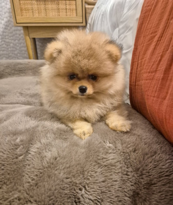 Les chiots de Spitz allemand