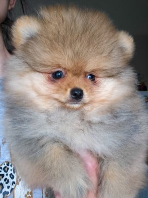 Les chiots de Spitz allemand