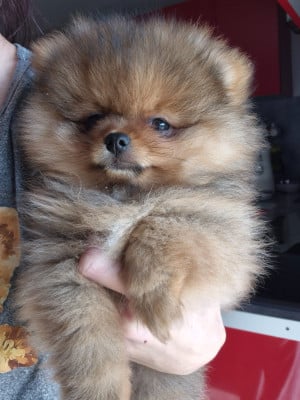 Les chiots de Spitz allemand