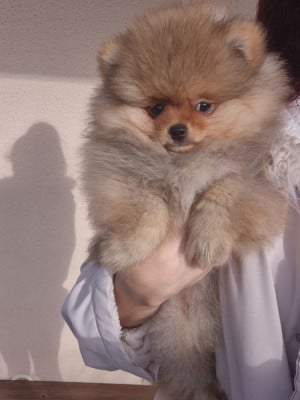 Les chiots de Spitz allemand