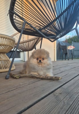 Les chiots de Spitz allemand