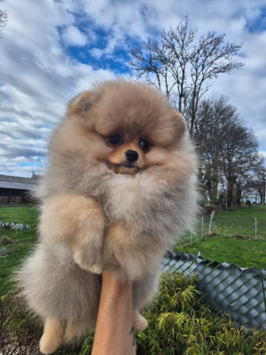 Les chiots de Spitz allemand