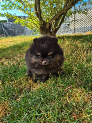 Les chiots de Spitz allemand