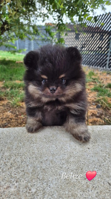Les chiots de Spitz allemand