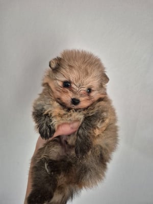 Les chiots de Spitz allemand