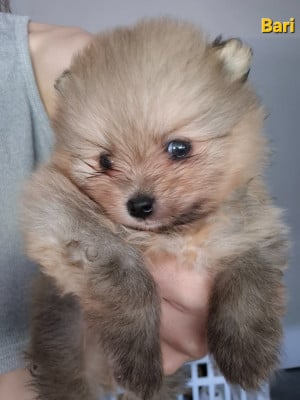 Les chiots de Spitz allemand