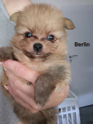 Les chiots de Spitz allemand