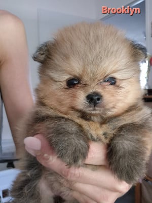 Les chiots de Spitz allemand