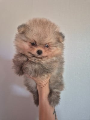 Les chiots de Spitz allemand