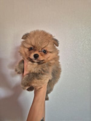 Les chiots de Spitz allemand