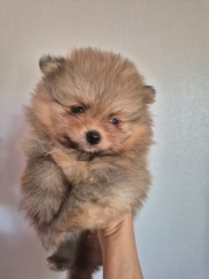Les chiots de Spitz allemand