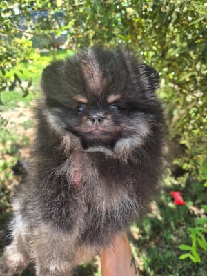 Les chiots de Spitz allemand
