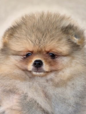 Les chiots de Spitz allemand
