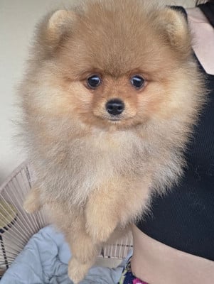 Les chiots de Spitz allemand