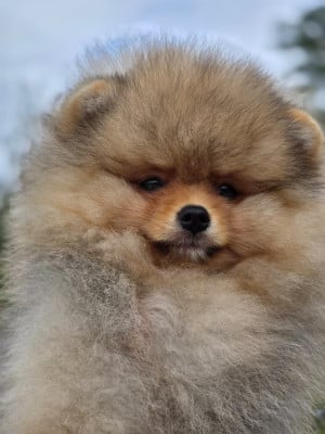 Les chiots de Spitz allemand