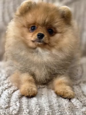 Les chiots de Spitz allemand