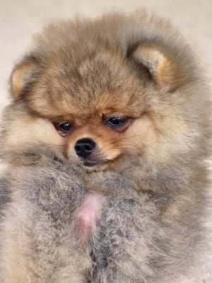 Les chiots de Spitz allemand