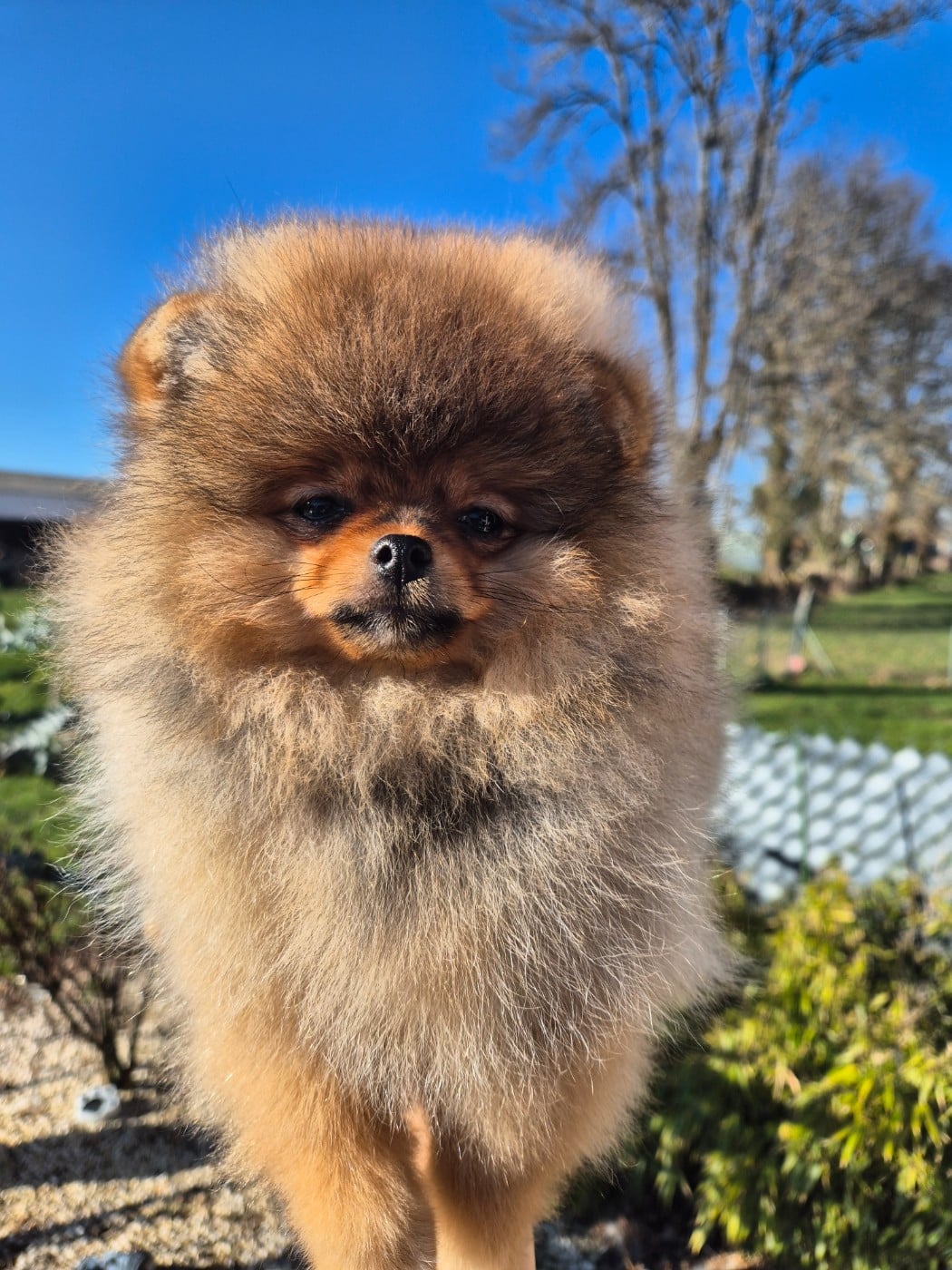 Altesse De La Casa Del Spitz - Prometteur