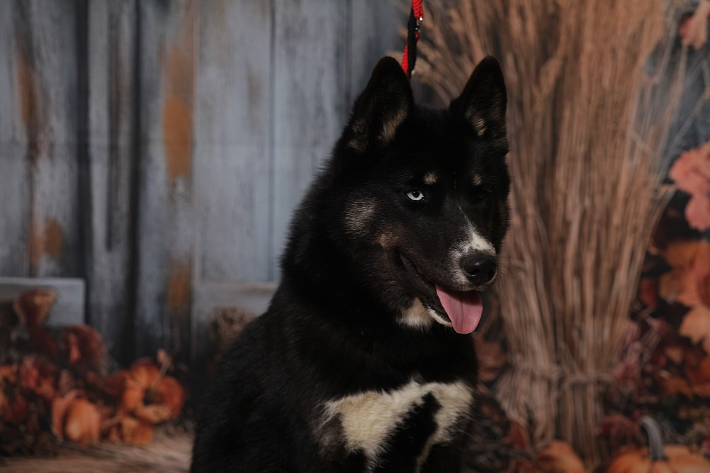 Aurora australis dit astrale Of Umok's Dreams