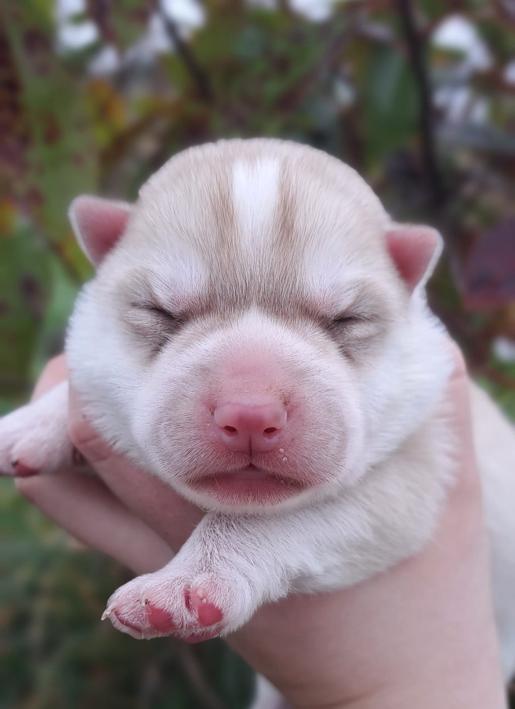 ARWEN - Siberian Husky