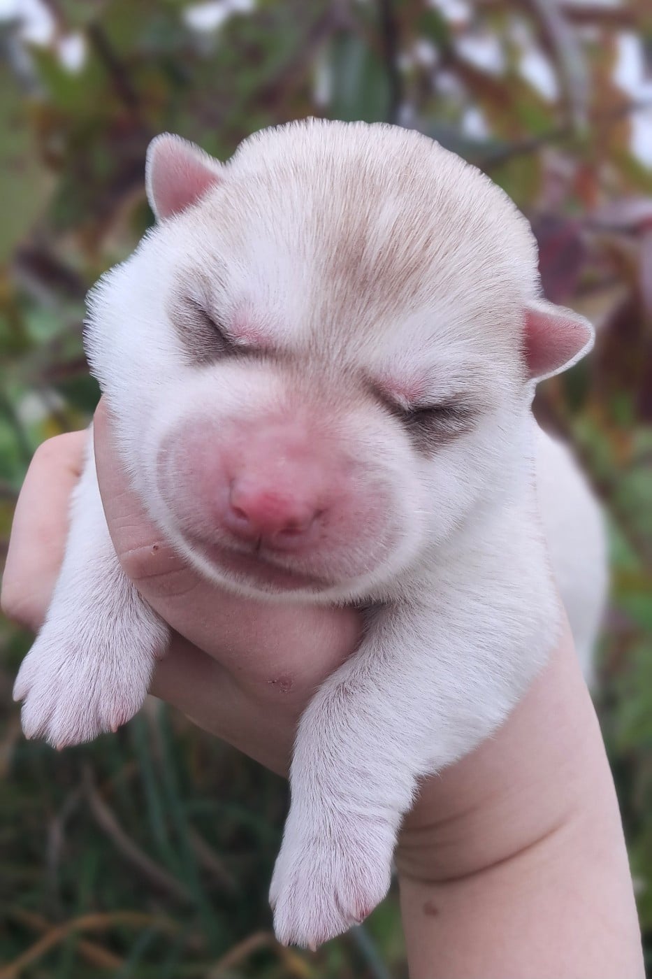 ASTER - Siberian Husky