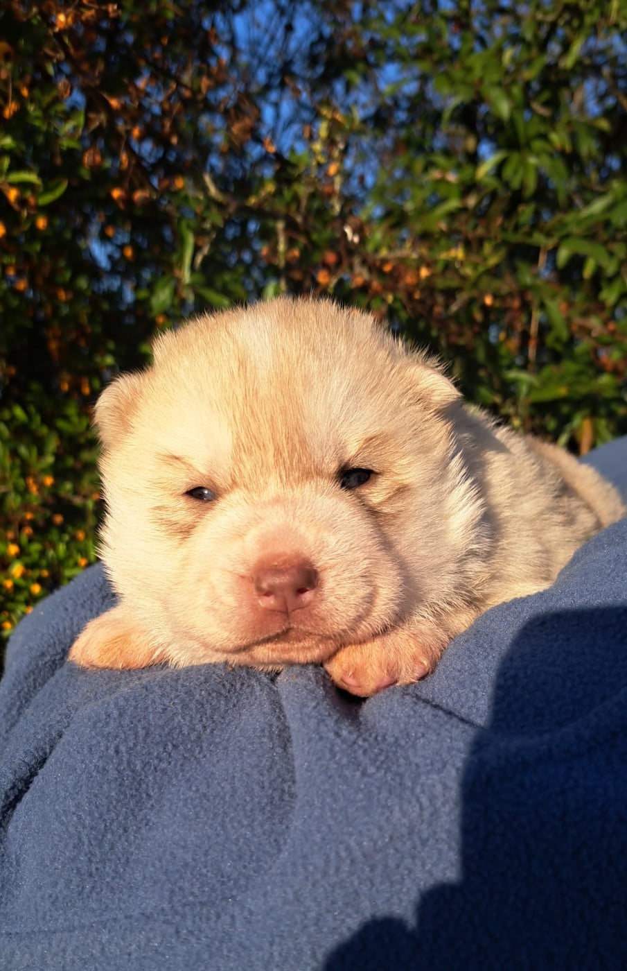 Siberian Husky - Legendary White Fang