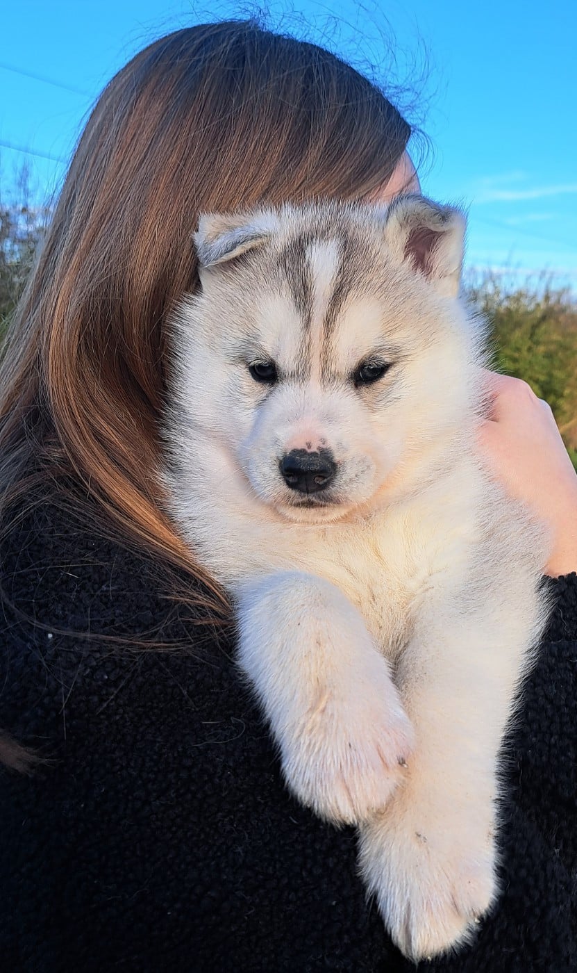 Siberian Husky - Legendary White Fang