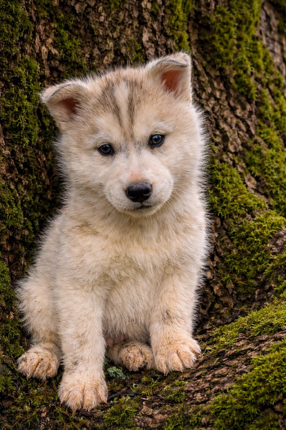 Siberian Husky - Legendary White Fang