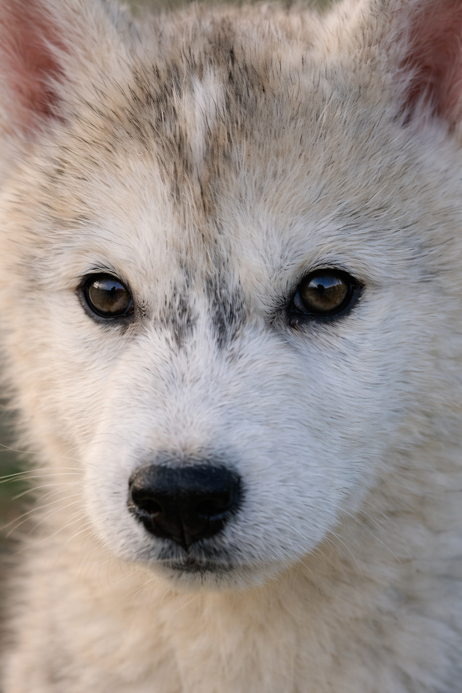 Siberian Husky - Legendary White Fang