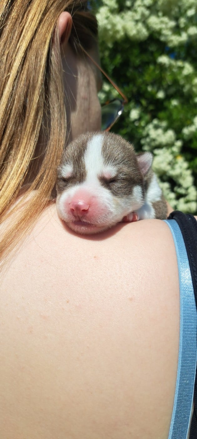 Siberian Husky - Legendary White Fang