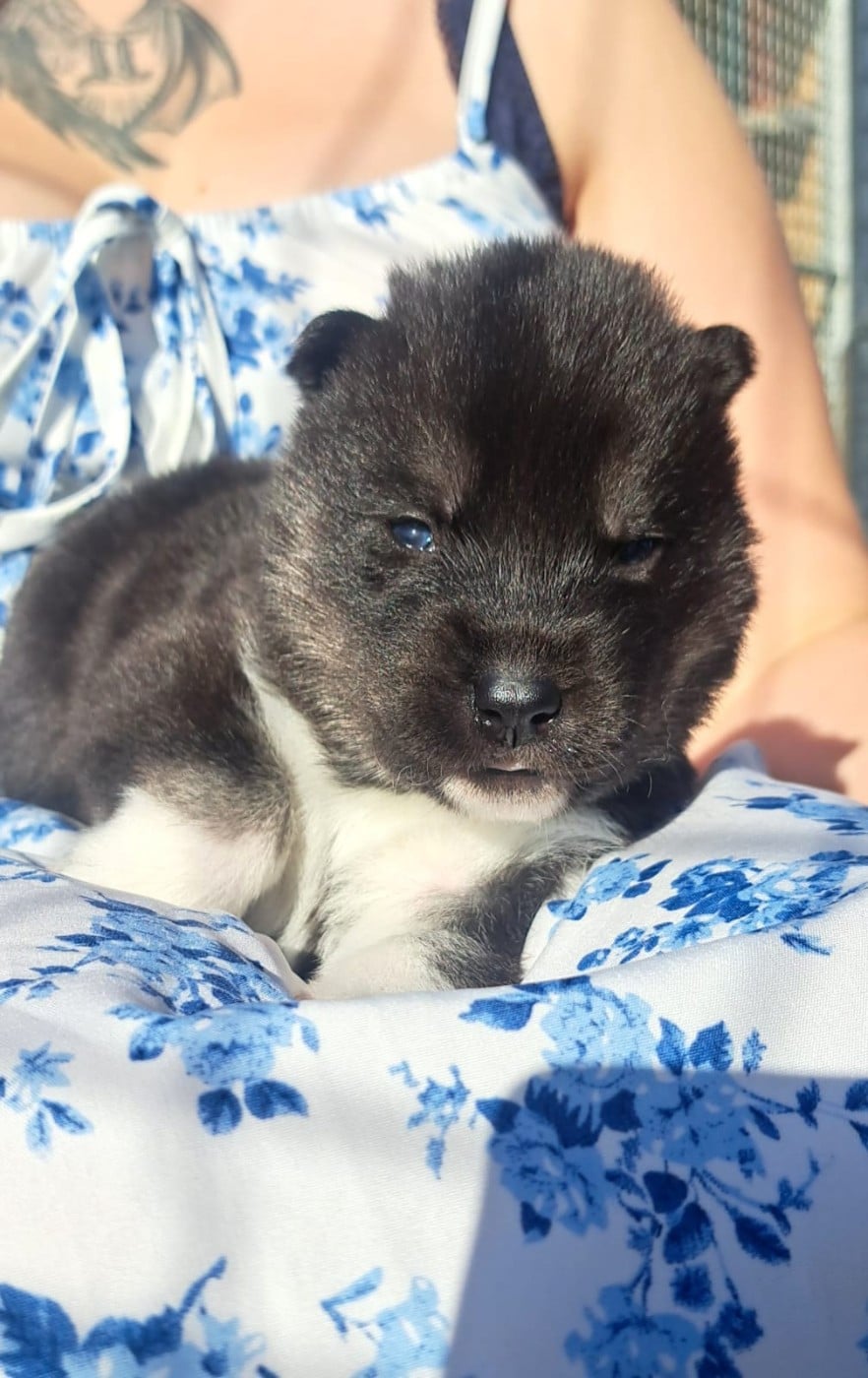 BEWOLF - Siberian Husky