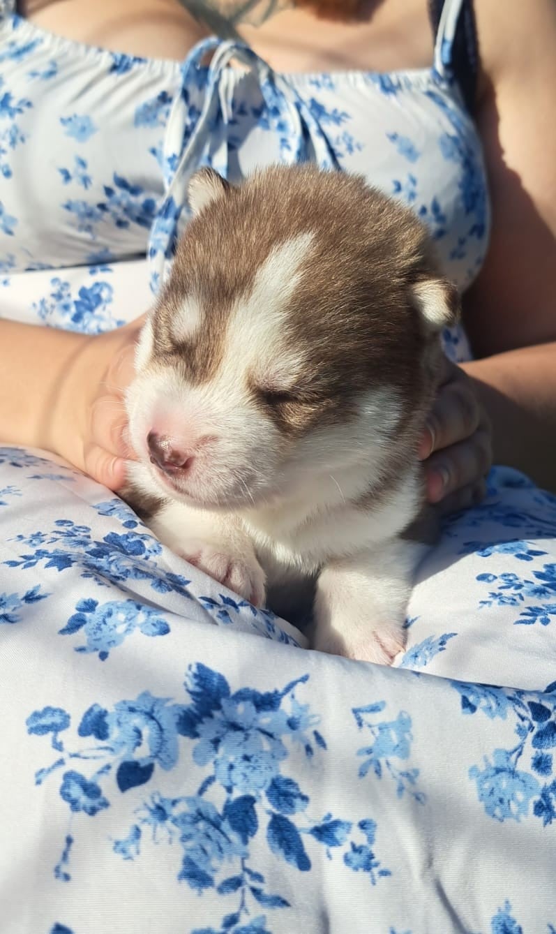 Siberian Husky - Legendary White Fang