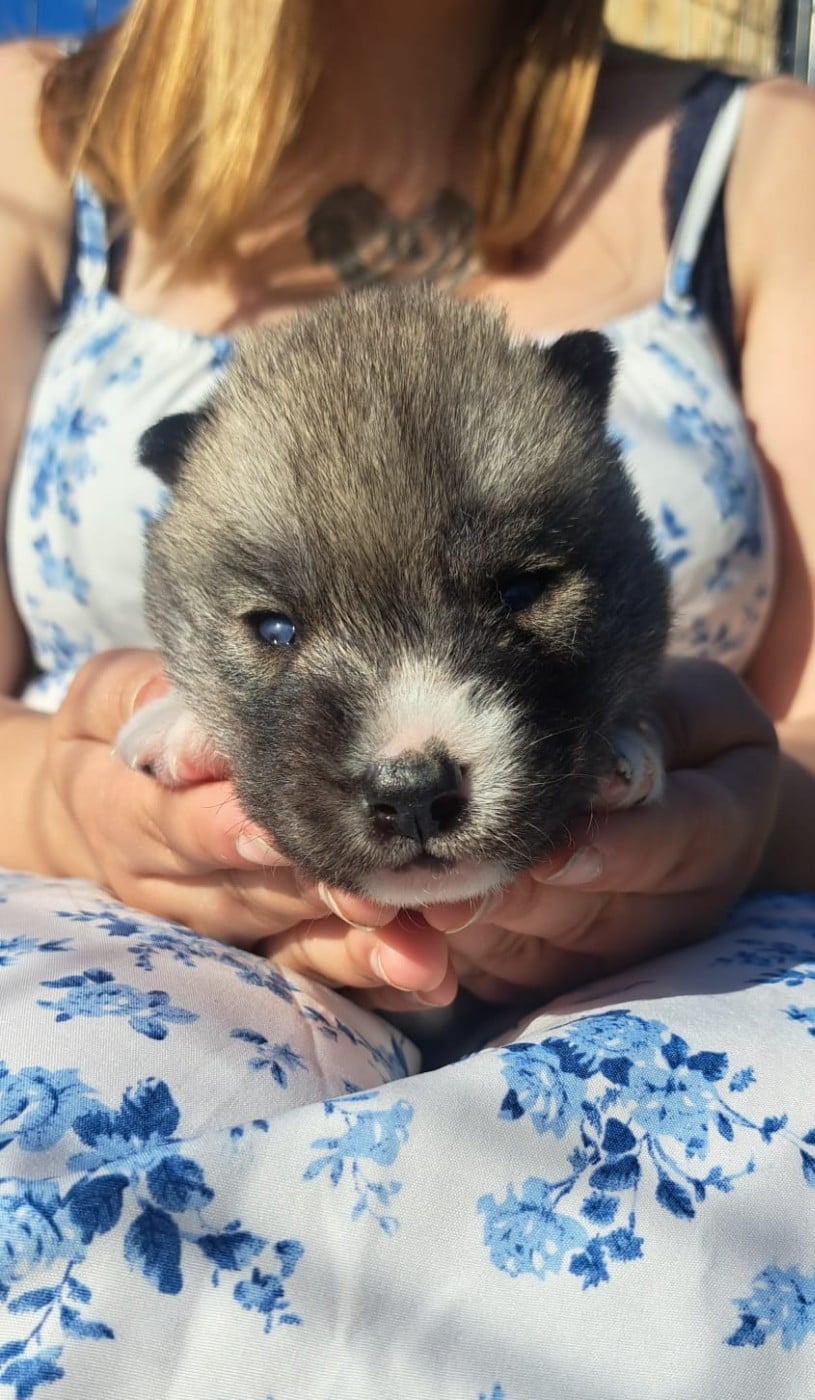 BELLMORA - Siberian Husky