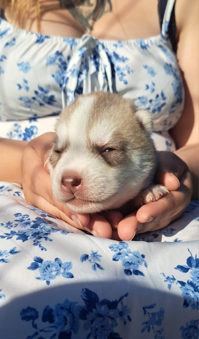 BROOK - Siberian Husky