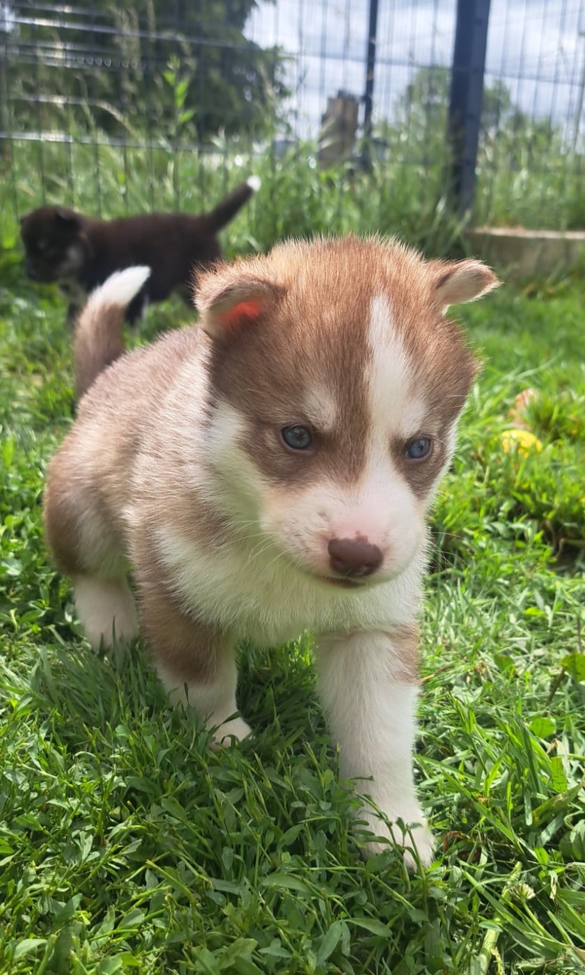 Siberian Husky - Legendary White Fang