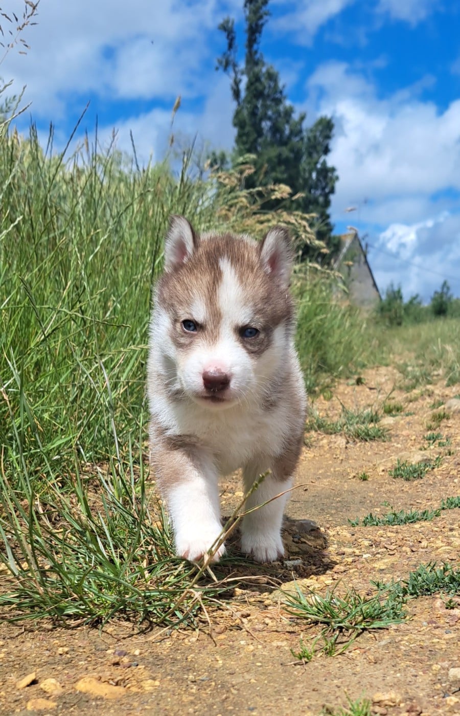 Siberian Husky - Legendary White Fang