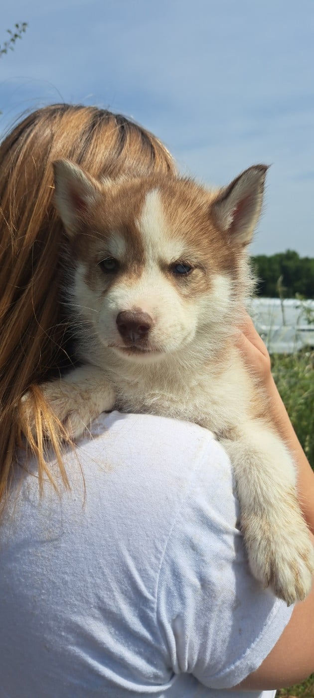Siberian Husky - Legendary White Fang