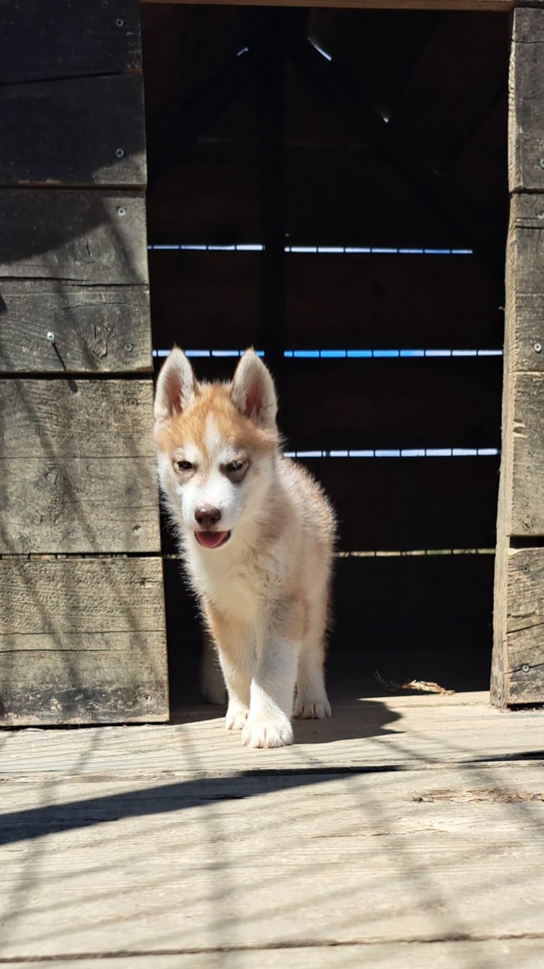 Siberian Husky - Legendary White Fang