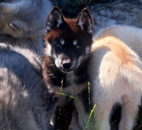 BEWOLF