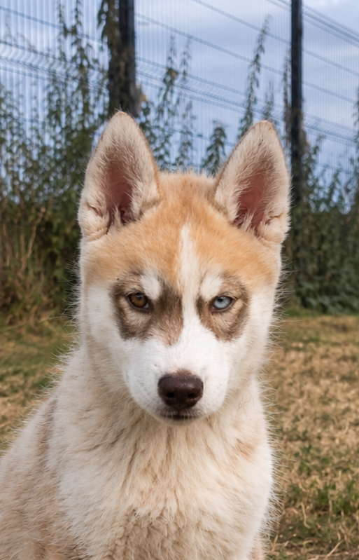 Siberian Husky - Legendary White Fang