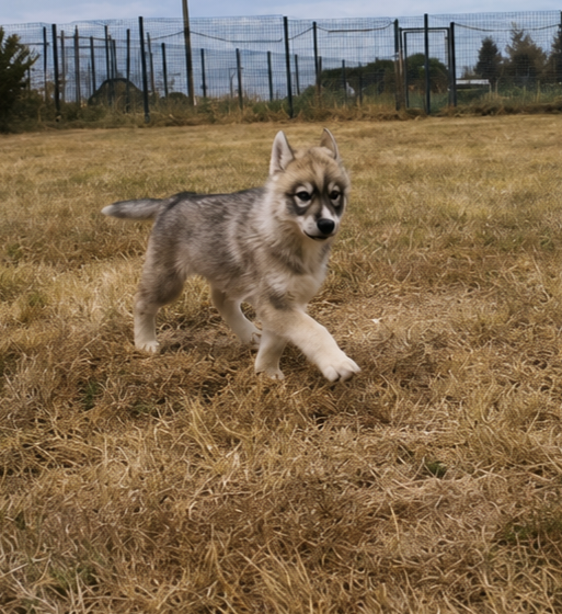 Siberian Husky - Legendary White Fang