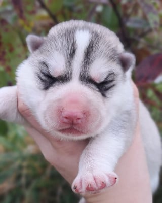 ARKAI - Siberian Husky