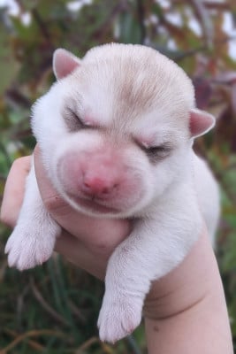 ASTER - Siberian Husky