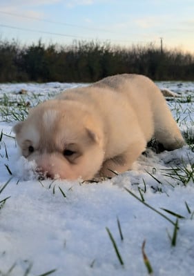 Les chiots de Siberian Husky