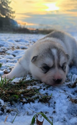 Les chiots de Siberian Husky