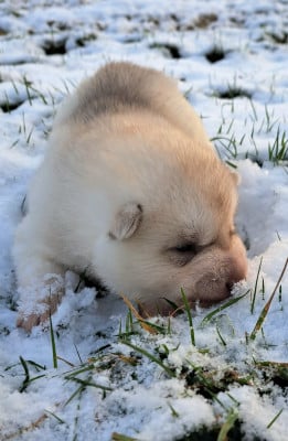 Les chiots de Siberian Husky