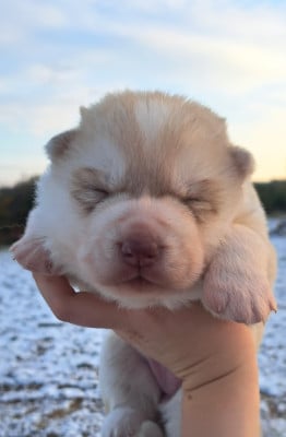 Les chiots de Siberian Husky