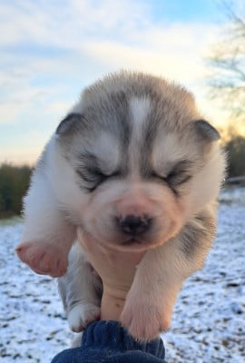 Les chiots de Siberian Husky