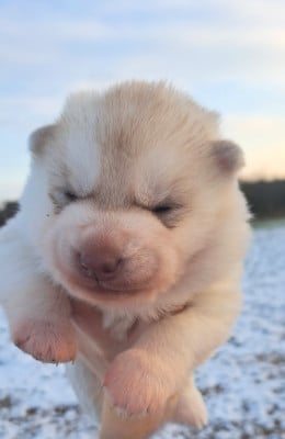 Les chiots de Siberian Husky